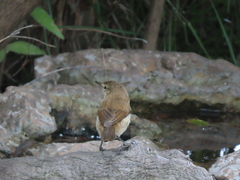 Acrocephalus scirpaceus baeticatus