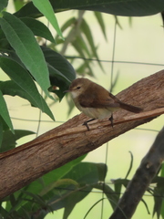 Acrocephalus scirpaceus baeticatus