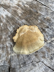 Trametes cubensis