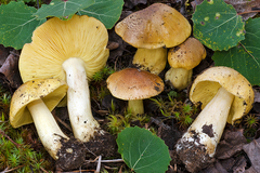 Tricholoma frondosae