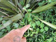 Cotoneaster frigidus