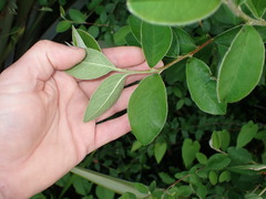 Cotoneaster frigidus