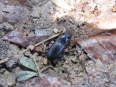 Pterostichus ebeninus