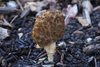 Morchella sp. 'Mel-8' - Photo (c) Jonathan Frank, some rights reserved (CC BY-NC-ND), uploaded by Jonathan Frank