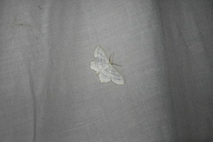 Scopula quadrilineata