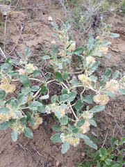 Tripterocalyx micranthus