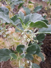 Tripterocalyx micranthus