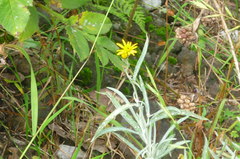 Senecio cinerarioides