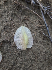 Tripterocalyx micranthus