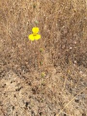 Calycadenia truncata