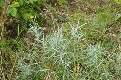 Senecio cinerarioides