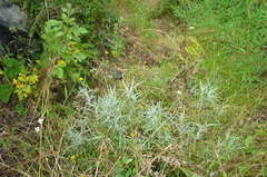Senecio cinerarioides