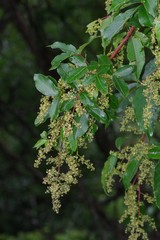 Searsia chirindensis