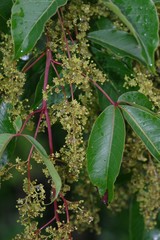 Searsia chirindensis