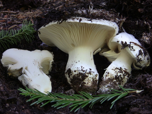 Hygrophorus subalpinus