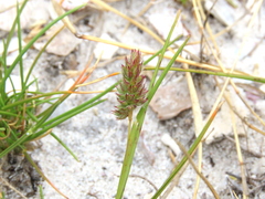 Tribolium echinatum