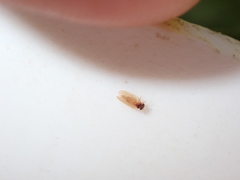 Ctenarytaina fuchsiae