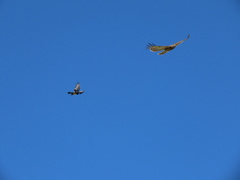 Circaetus pectoralis