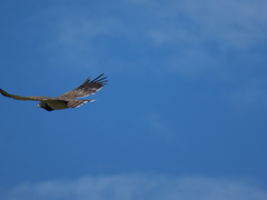 Circaetus pectoralis