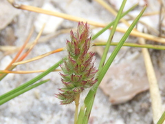 Tribolium echinatum