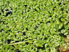 Lemna disperma