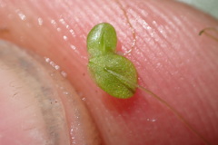 Lemna disperma