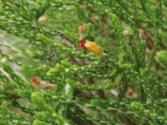 Passerina paleacea