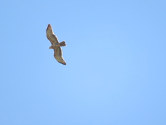 Circaetus pectoralis