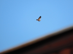 Circaetus pectoralis