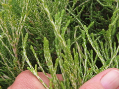 Passerina paleacea
