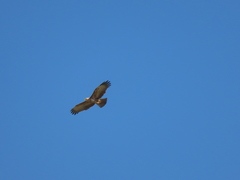 Circaetus pectoralis