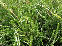 Passerina paleacea