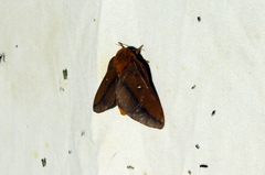 Anisota virginiensis