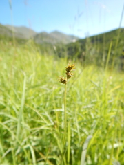 Carex pallida