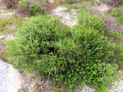 Passerina paleacea
