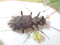 Neocicindela garnerae
