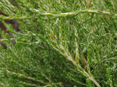 Passerina paleacea