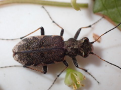 Neocicindela garnerae