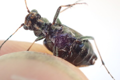 Neocicindela garnerae