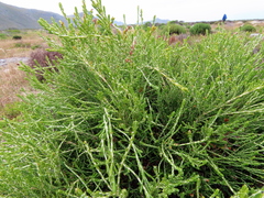 Passerina paleacea