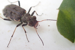 Neocicindela garnerae