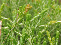 Passerina paleacea
