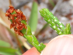 Passerina paleacea