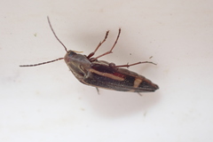 Melandryidae