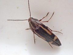 Melandryidae