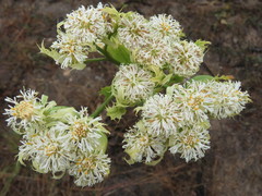 Psacalium platylepis