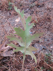 Psacalium platylepis