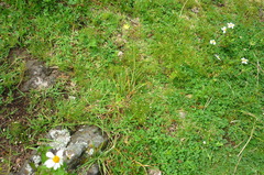 Tagetes filifolia