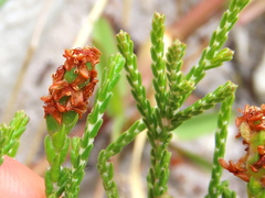 Passerina paleacea