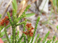 Passerina paleacea